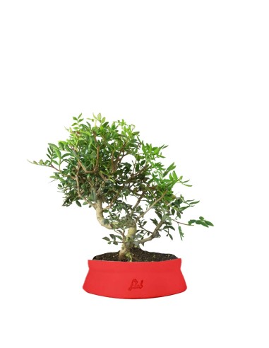 Pistacia Lentisco 