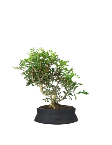 Pistacia Lentisco 