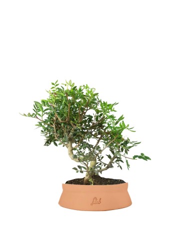 Pistacia Lentisco 