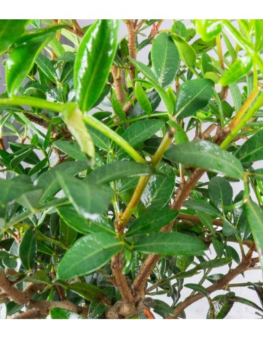 Pistacia Lentisco 