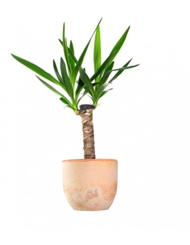 Tronchetto della Felicità | Dracena