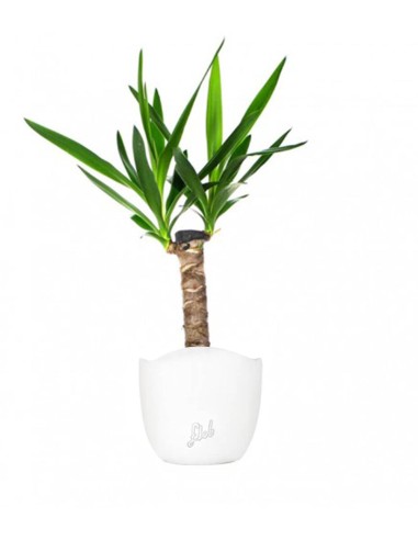 Tronchetto della Felicità | Dracena