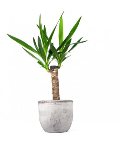 Tronchetto della Felicità | Dracena