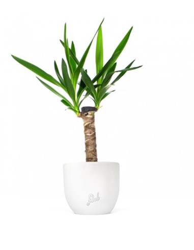 Tronchetto della Felicità | Dracena