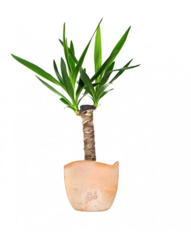 Tronchetto della Felicità | Dracena