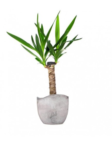 Tronchetto della Felicità | Dracena
