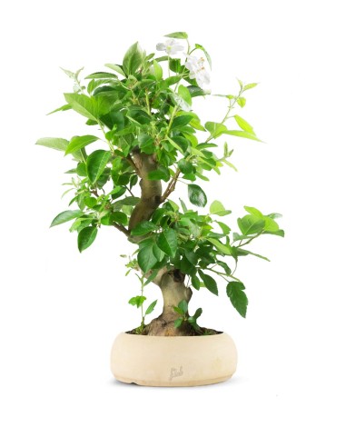 Melo bonsai 