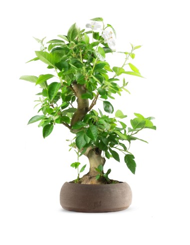 Melo bonsai 