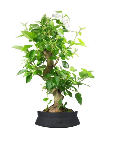 Melo bonsai 
