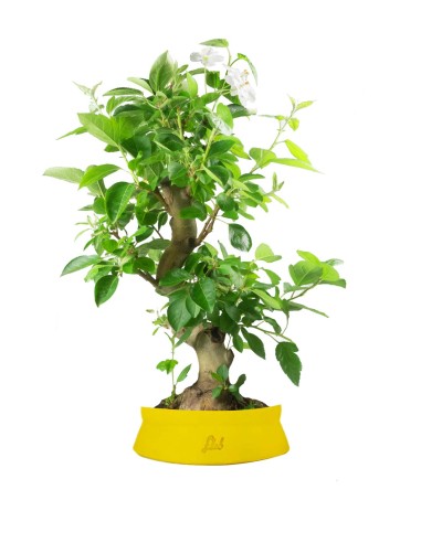 Melo bonsai 