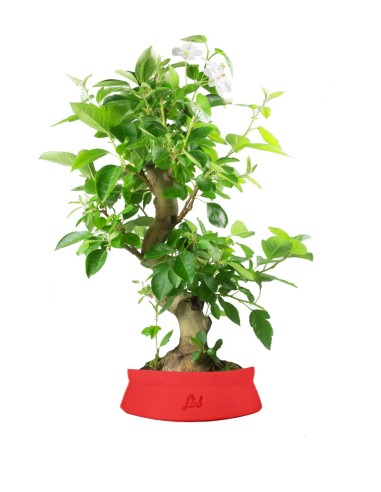 Melo bonsai 
