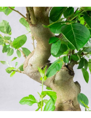 Melo bonsai 