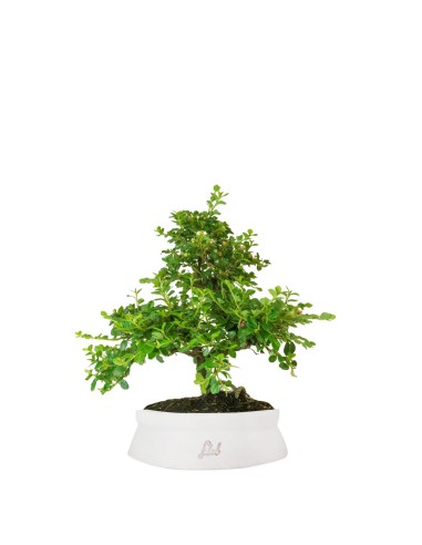 Cotoneaster