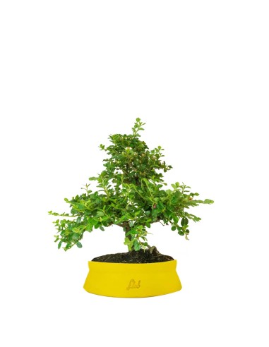 Cotoneaster