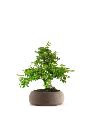 Cotoneaster