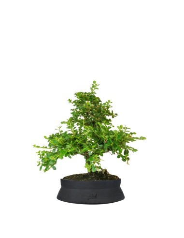 Cotoneaster