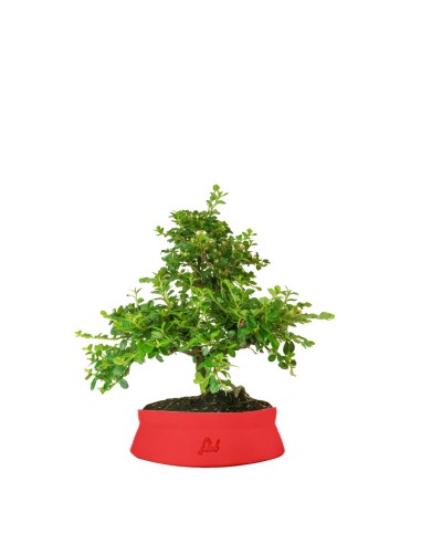 Cotoneaster