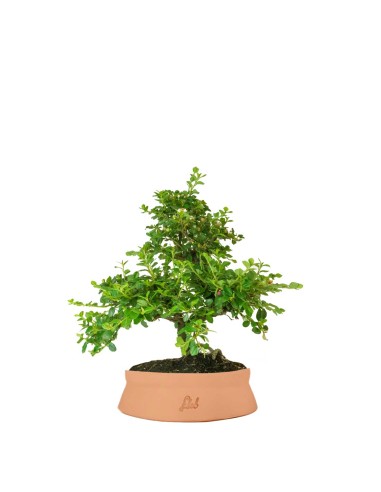 Cotoneaster
