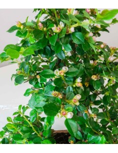 Cotoneaster 2