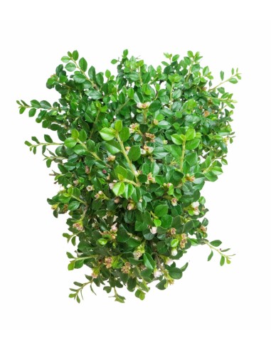 Cotoneaster