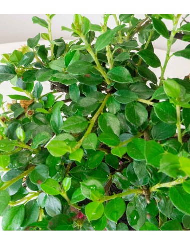 Cotoneaster