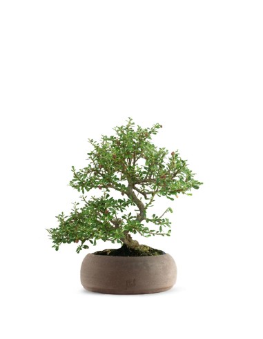 Cotoneaster microphylla