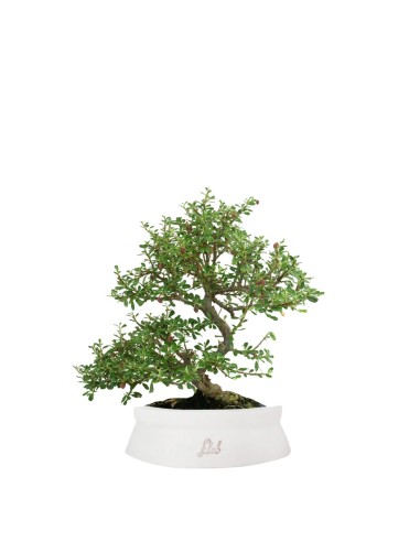 Cotoneaster microphylla