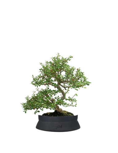 Cotoneaster microphylla
