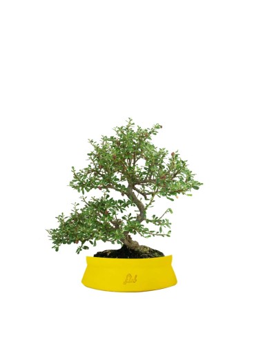 Cotoneaster microphylla