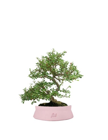 Cotoneaster microphylla