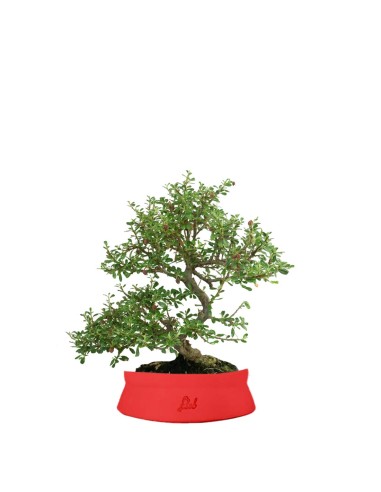 Cotoneaster microphylla
