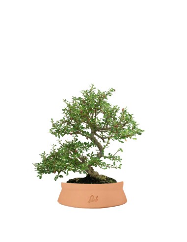 Cotoneaster microphylla
