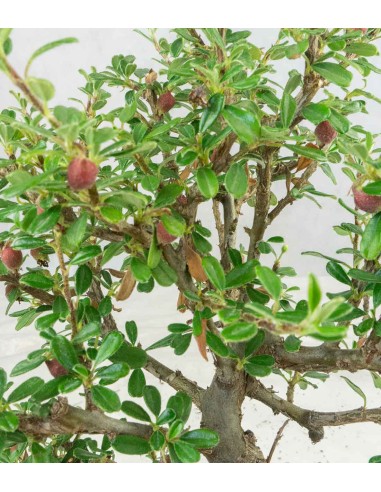 Cotoneaster microphylla
