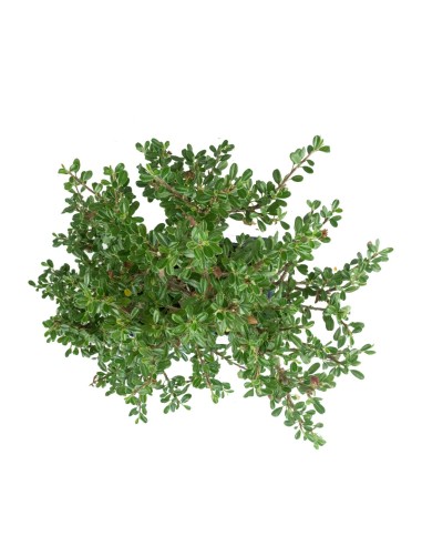 Cotoneaster microphylla
