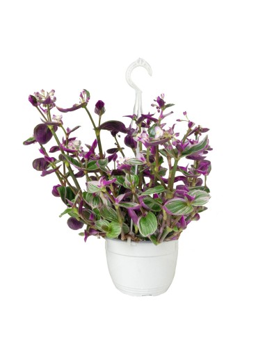 Tradescantia Nanouk in Basket