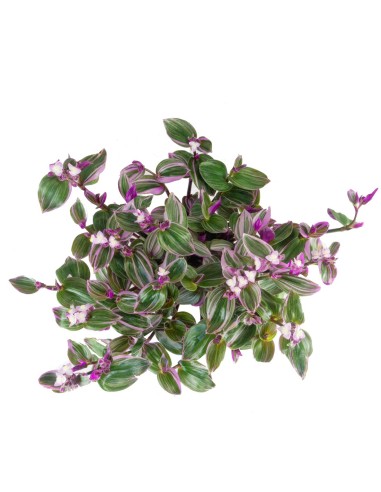 Tradescantia Nanouk in Basket