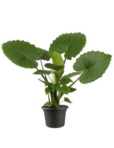 Alocasia gageana california