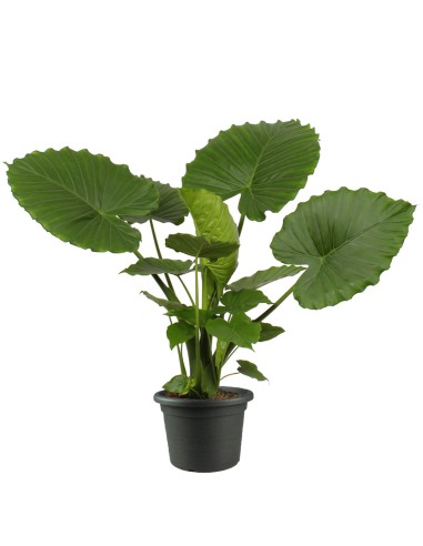 Alocasia gageana california