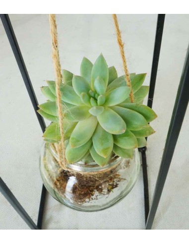 Composizione Succulente in vetro appeso