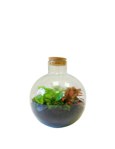 Terrarium in vetro sfera con fittonia