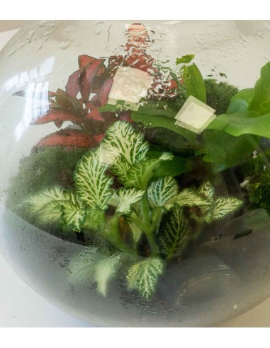 Terrarium in vetro sfera con fittonia