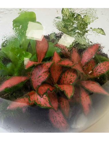 Terrarium in vetro sfera con fittonia