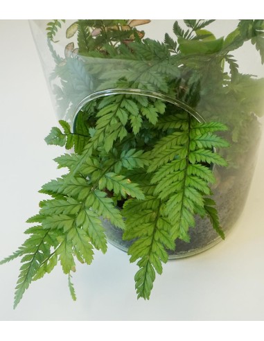 Terrarium in bottiglia con Felce