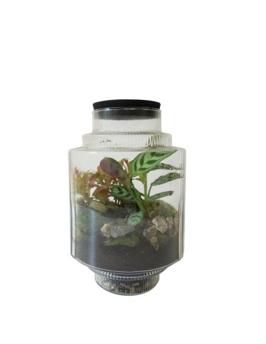 Composizione di piante verdi in terrario