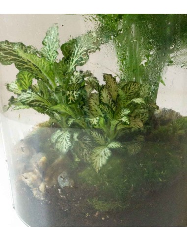 Composizione di piante verdi in terrario
