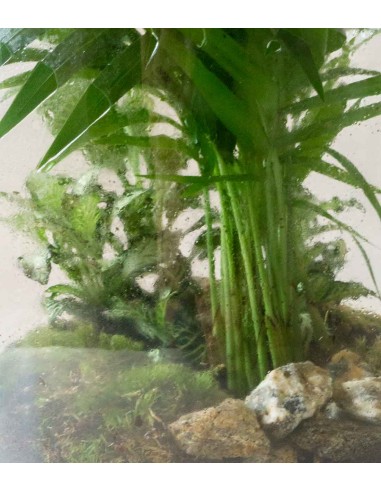 Composizione di piante verdi in terrario