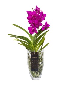 Orchidea Vanda in vaso di...