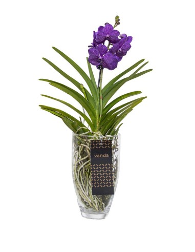 Orchidea Vanda in vaso di vetro