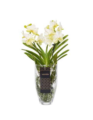 Orchidea Vanda in vaso di vetro
