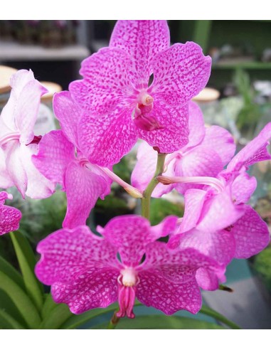 Orchidea Vanda in vaso di vetro